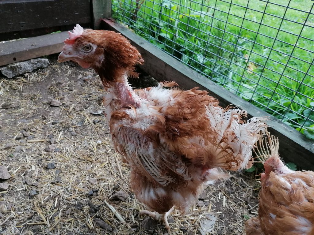 Two More Rescued Hens % - B&B And Camping On Dartmoor