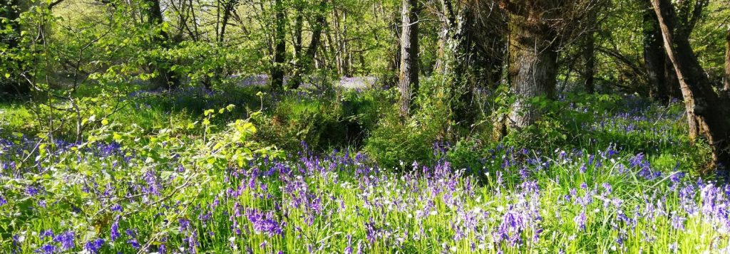 Bluebells in the wood by the river. Just part of the experience offered when staying in the accommodation provided at Riverside B&B and Wray Valley Camping