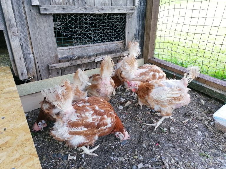 Rescued hens on arrival