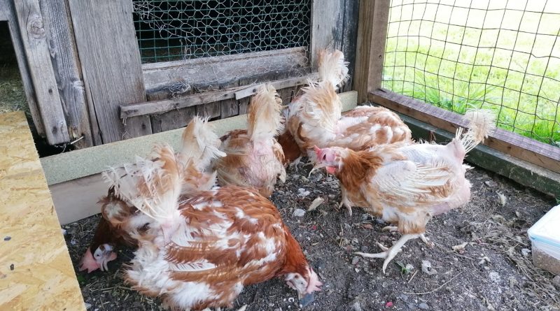 Rescued hens on arrival