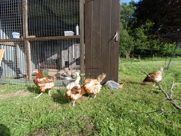 Rescued hens enjoy their free range life