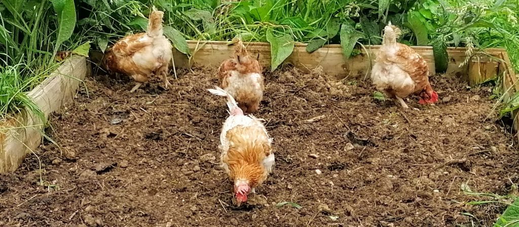 Free range rescued chickens digging for treats