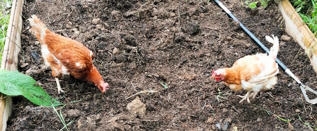 Free range rescued chickens digging for treats