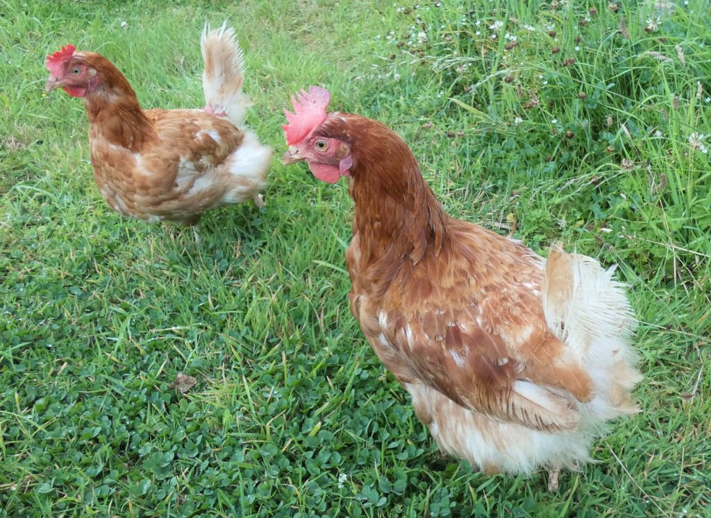 Rescued hens with new feathers