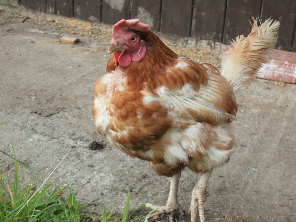 Rescue hen Flora shows off her new feathers