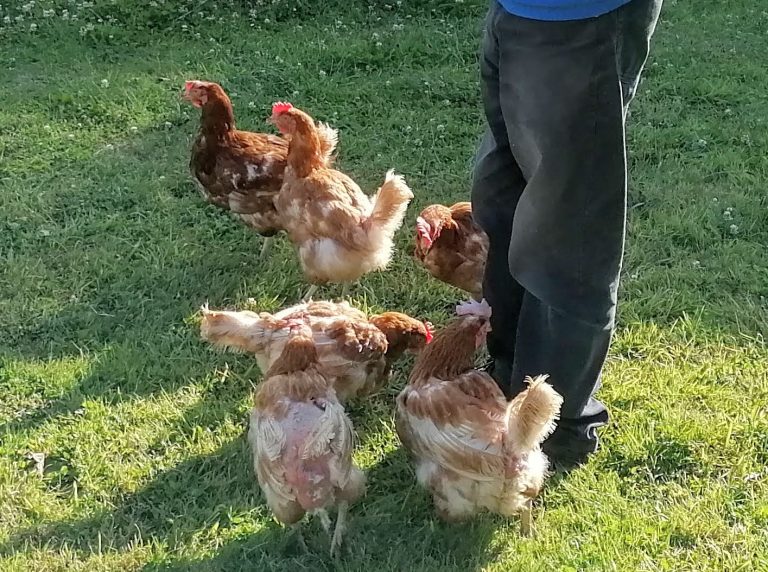 Newly rescued hens enjoy corn treat