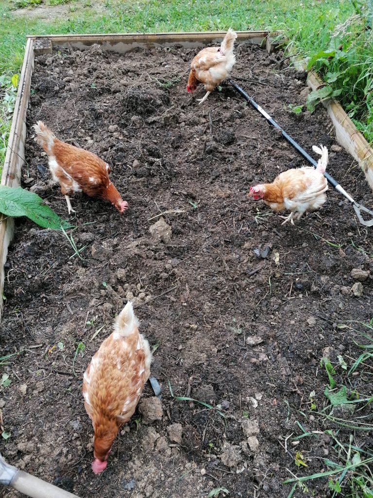 Rescued ex-battery hens prepare the raised vegetable bed