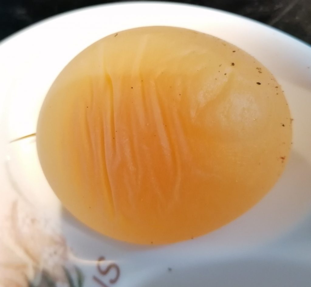 Free Range Egg without shell