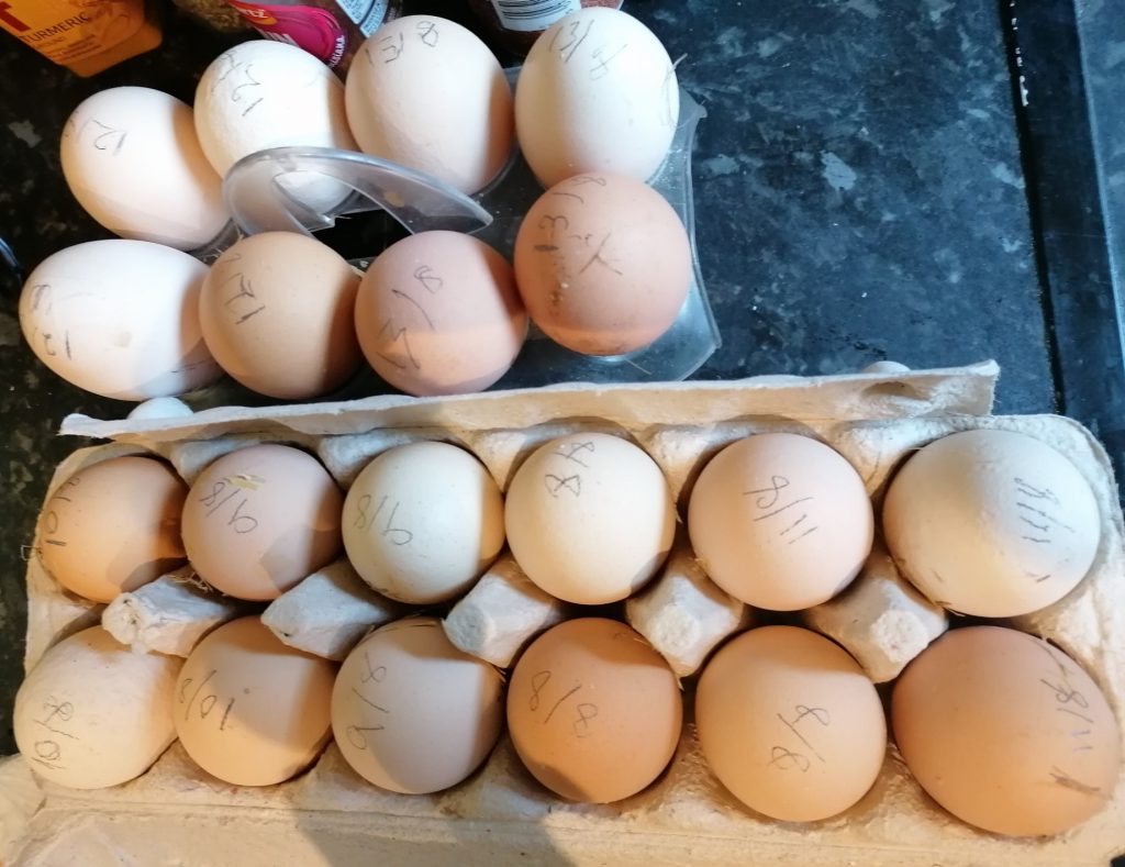 Free Range Eggs from ex-battery hens