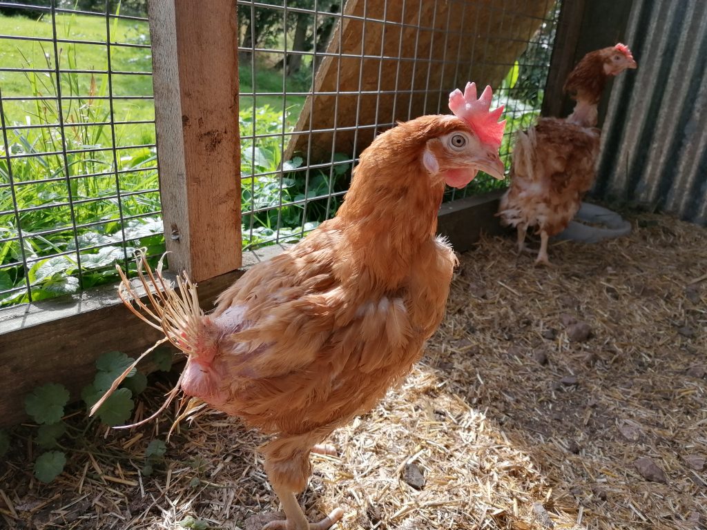 Lucky ex battery hen - Cupcake