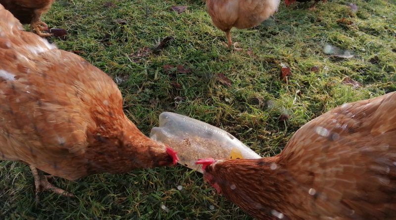 Chicken lockdown enrichment with plastic bottle