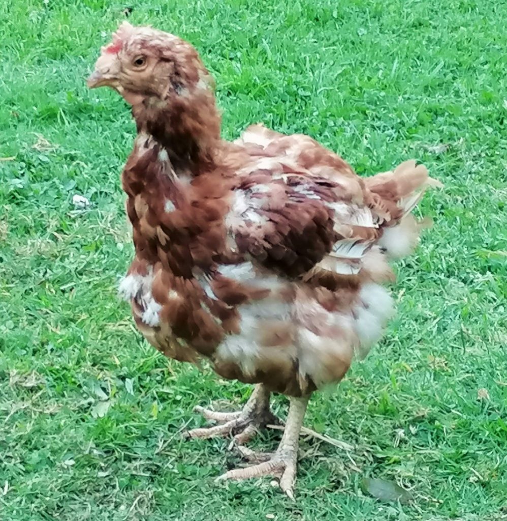 Vera with her new feathers