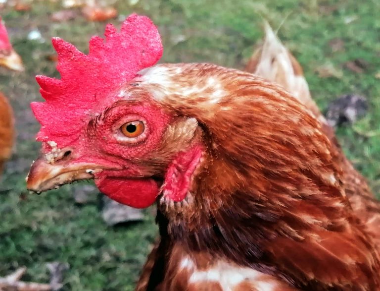 Vera's View Ex Battery Hen Rescue chicken