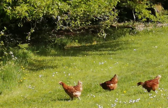 Three rescued hens enjoy their freedom at Wray Valley walking across the grass in front of the trees