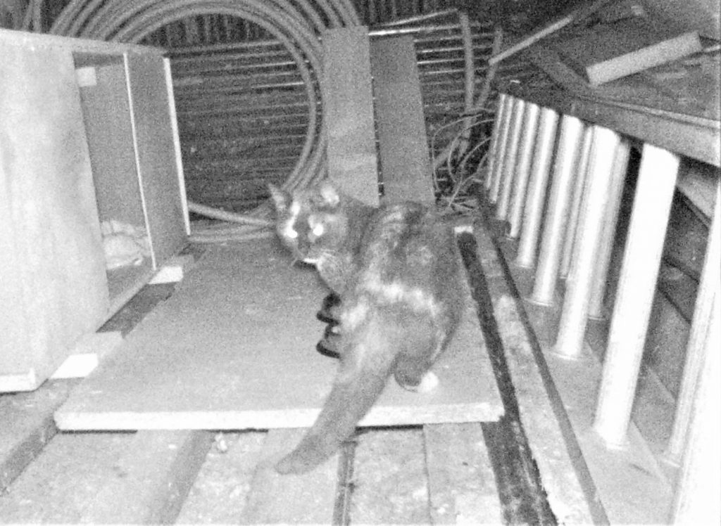 Tortoiseshell farm cat captured on grainy trail cam image