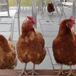 Three Hens Waiting to Come In