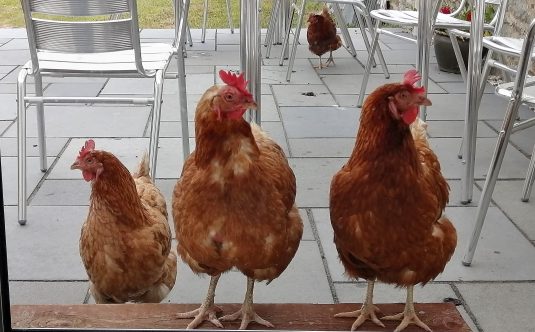 Three Hens Waiting to Come In