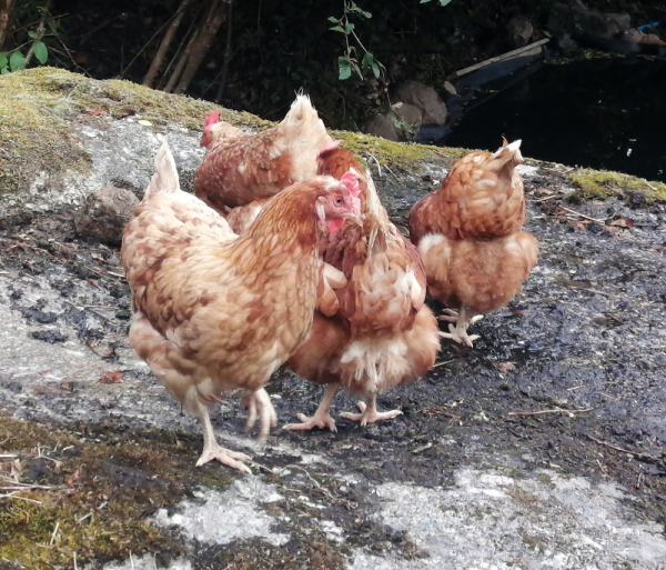 Chickens enjoying a paddle on a stream trickling over a granite boulder