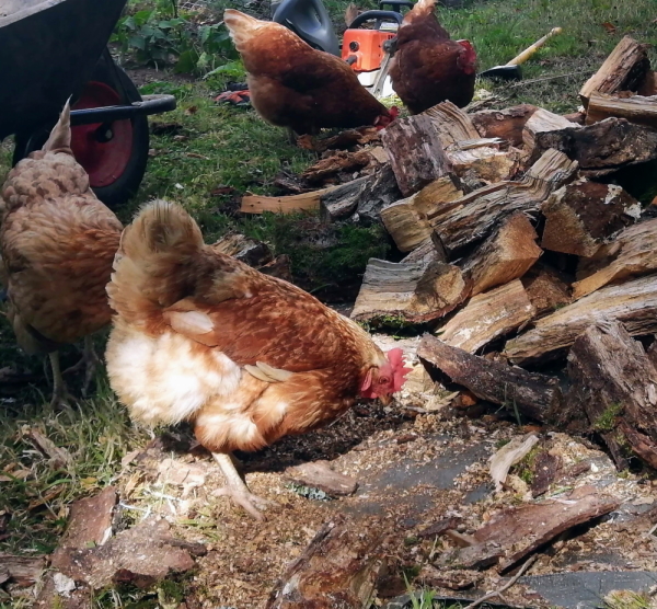 Vera exploring the woodpile