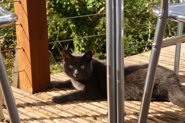 Shadow relaxing on the deck