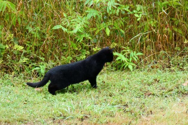 Black Farm Cat Stalking