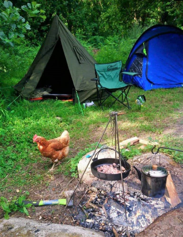 Fruit Cage Pitch (and Vera chcicken) showing campfire, and two small tents