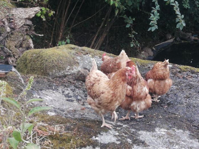 Four chickens paddling in water flowing over a granite boulder