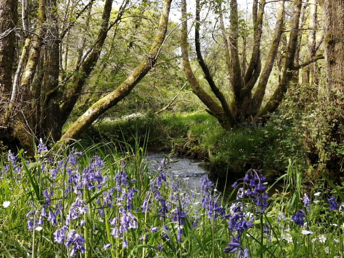 Wray Brook with bankside coppiced trees and bluebells