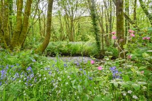 Woodland scene with wildflowers and river