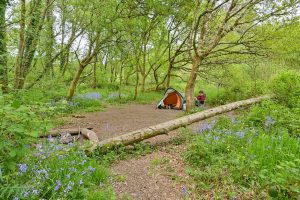 Camper relaxing on Charcoal pitch next to small tent. Fallen tree trunk across path . Campfire place in foreground. Bluebells flowering