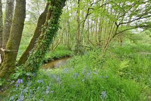 View of the Wray Brook with riverside trees in foreground and thick bluebells on the ground