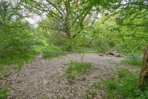 Oak pitch in spring