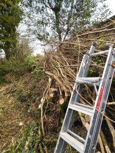 Step ladder propped up against laid hedge