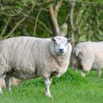 Moody ewe looking straight at the camera