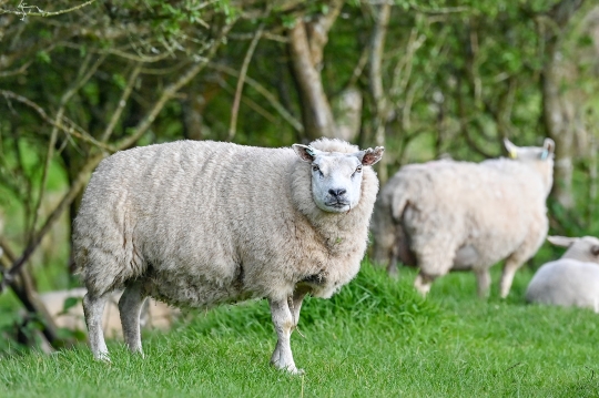 Moody ewe looking straight at the camera