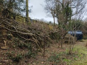 Nicely laid hedge