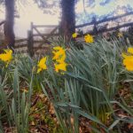 Daffodils in foreground, fence and gate in background. Used as feature image for March Newsletter