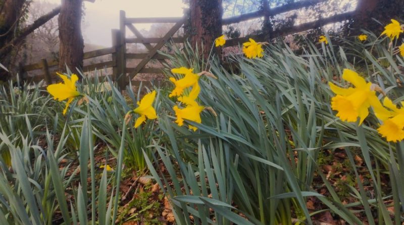 Daffodils in foreground, fence and gate in background. Used as feature image for March Newsletter