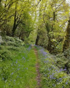 Path through Wray Cleave - thin path in the woods with bluebells on both sides