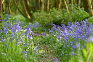 Woodland path through bluebells