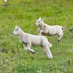 two lambs pronking in a field