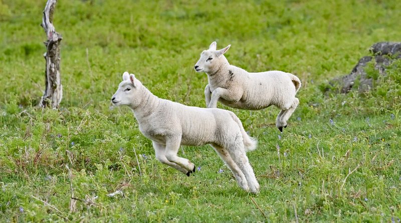 two lambs pronking in a field