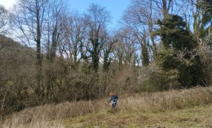 Tom from Devon Habitat Services clearing the brambles with a clearing saw