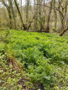 Invasive Hemlock Water Dropwort