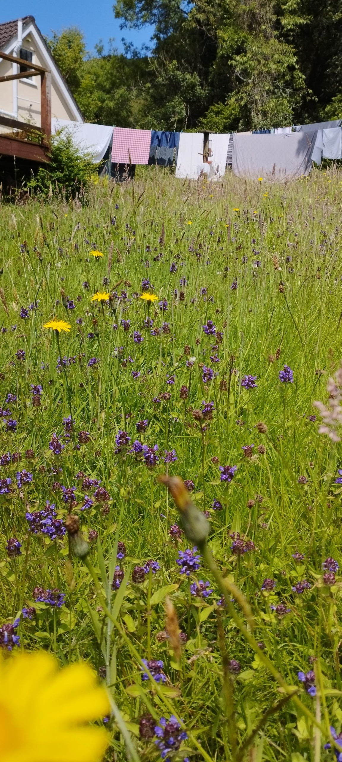 Our lawn after NoMowMay - rich in bugle and cats ears