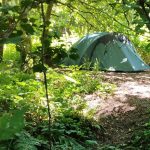 August Newsletter Featured Image of a small tent on one of our woodland nearly wild pitches