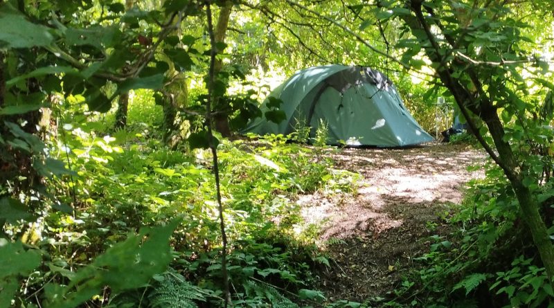 August Newsletter Featured Image of a small tent on one of our woodland nearly wild pitches