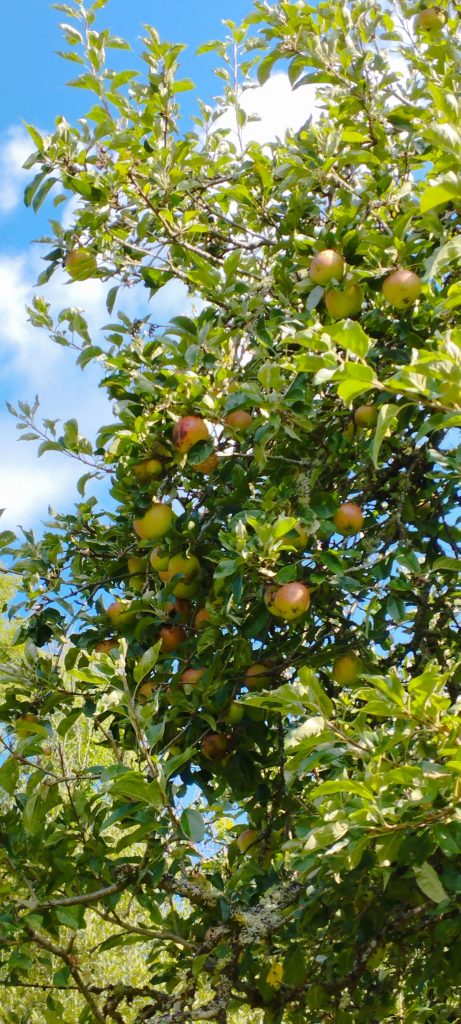 ripe apples in tree