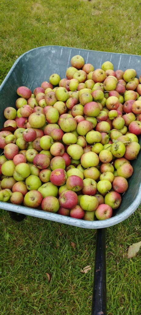 A wheelbarrow full of ripe apples