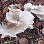 Large white funghi with frilly edges against fallen beech leave. Used in November Newsletter